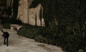 | Almeida Law Group Britany Kabakov Almeida Law Group